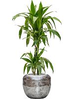 Драцена Фрагранс Джанет Крейг 2 ствола H90 D19 см