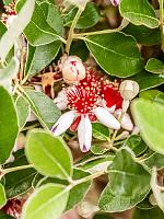 Фейхоа дерево H150 D40 см