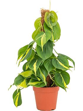 Филодендрон Сканденс Бразил на опоре Филодендрон Сканденс Бразил на опоре