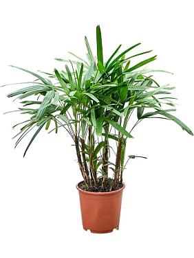 Рапис высокий