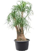 Нолина (Бокарнея отогнутая) разветвленная H115 D41 см Нолина (Бокарнея отогнутая) разветвленная H115 D41 см