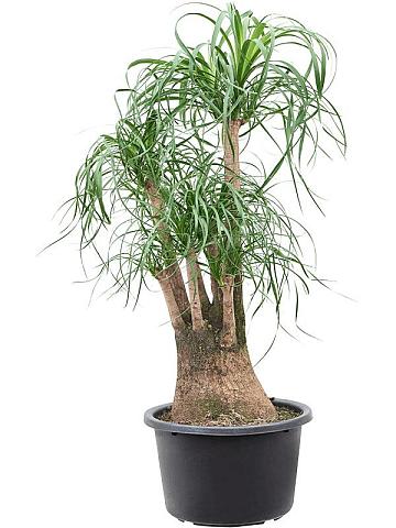 Нолина (Бокарнея отогнутая) разветвленная Нолина (Бокарнея отогнутая) разветвленная