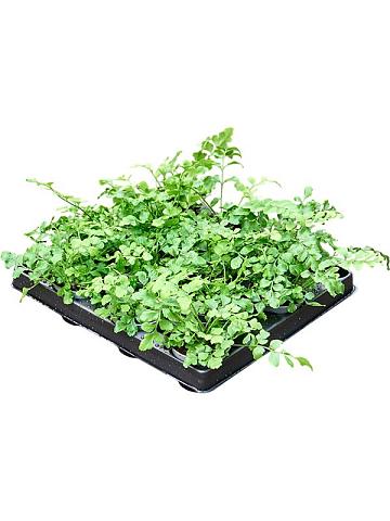 Асплениум Парвати