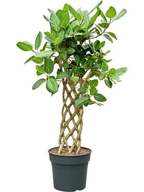 Фикус Бенгальский Одри