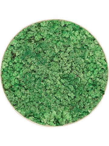 Картина из мха nova frame antique white-concrete 100% reindeer (grass green) Картина из мха nova frame antique white-concrete 100% reindeer (grass green)