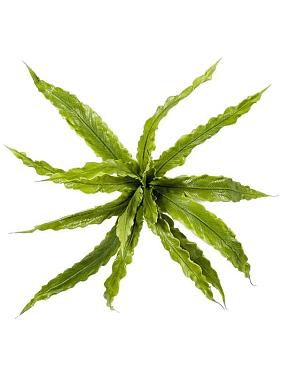 Папоротник Асплениум куст искусственный