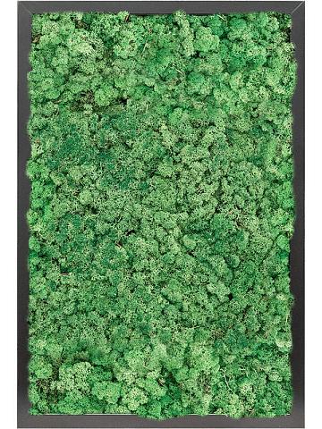 Картина из мха mdf ral 9005 satin gloss 100% reindeer moss (grass green)