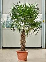 Трахикарпус Форчуна H190 D40 см