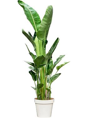 Стрелиция Николая Стрелиция Николая