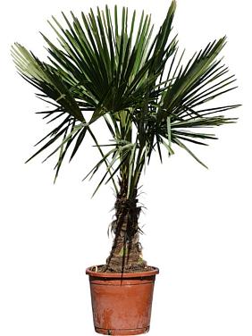 Трахикарпус Форчуна Трахикарпус Форчуна