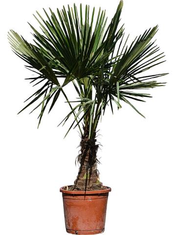 Трахикарпус Форчуна