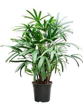 Рапис высокий