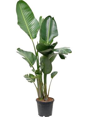 Стрелиция Николая Стрелиция Николая