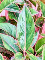 Аглаонема Сиам Ред H50 D19 см