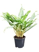 Аглаонема Вайт Ленс H40 D14 см