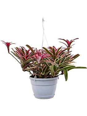 Неорегелия ампельная Неорегелия ампельная