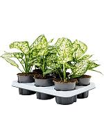 Аглаонема Айвори Джейд H30 D12 см