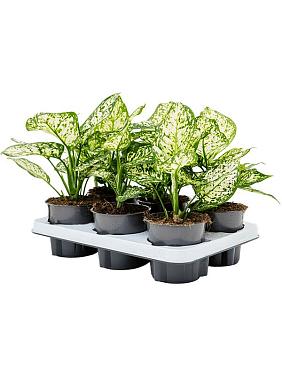 Аглаонема Айвори Джейд Аглаонема Айвори Джейд