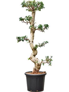 Фикус Микрокарпа Компакта бонсай Фикус Микрокарпа Компакта бонсай