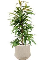 Фикус Бенедикта Амстел Кинг H100 D21 см