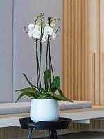 Кашпо Fiberstone kevan m matt white D26 H22 см