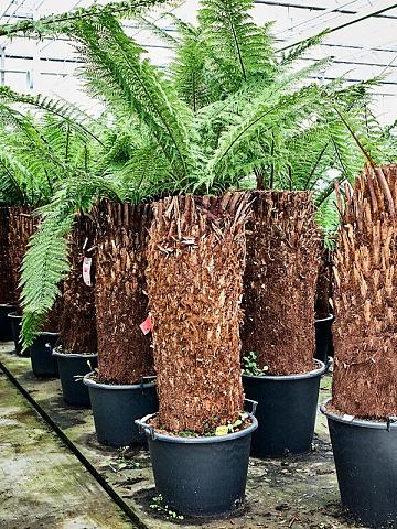 Диксония антарктическая Диксония антарктическая