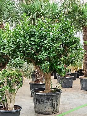 Лимонное дерево Лимонное дерево