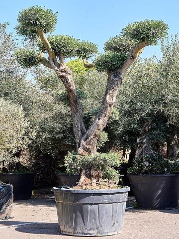 Оливковое дерево (Олива европейская)