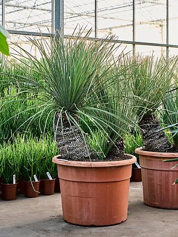 Дазилирион пильчатолистный Дазилирион пильчатолистный