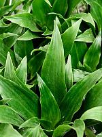 Драцена Фрагранс Джанет Крейг H12 D6 см