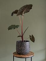 Кашпо Tina pot terrazo black D18 H15 см