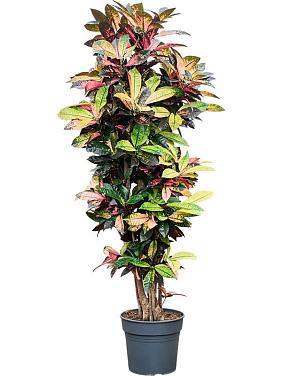 Кротон (Кодиеум) Миссис Айстон Кротон (Кодиеум) Миссис Айстон