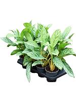 Аглаонема Страйпс H45 D14 см