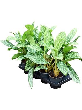 Аглаонема Страйпс Аглаонема Страйпс