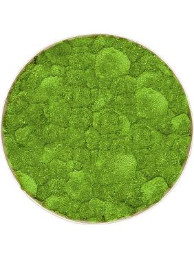 Картина из мха nova frame antique white-concrete 100% ball moss