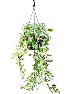 Эпипремнум Манжула вариегата ампельный Эпипремнум Манжула вариегата ампельный