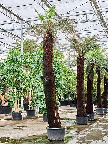 Диксония антарктическая Диксония антарктическая