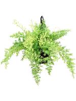 Аспарагус Шпренгера подвесной H60 D20 см