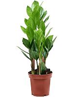 Замиокулькас замиелистный H30 D11 см