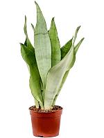 Сансевиерия Муншайн H30 D9 см
