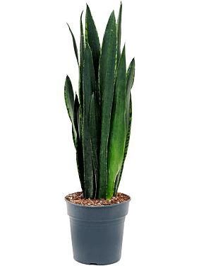 Сансевиерия Блэк Тайгер Сансевиерия Блэк Тайгер