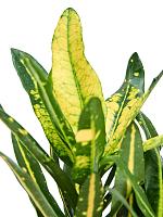 Кротон (Кодиеум) Санни Стар H30 D12 см