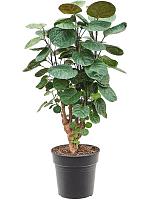 Полисциас Фабиан H80 D21 см