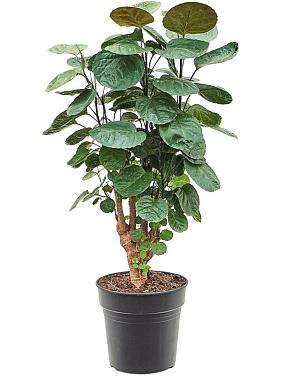 Полисциас Фабиан Полисциас Фабиан