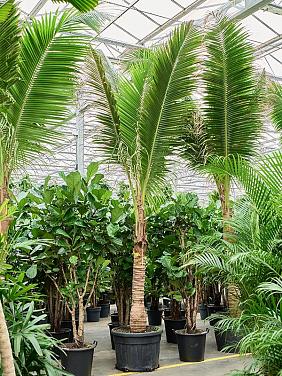 Кокосовая пальма (Кокос Нуцифера) Кокосовая пальма (Кокос Нуцифера)