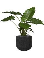 Кашпо Balia pot concrete (набор 3 шт) D37 H37 см