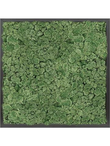 Картина из мха mdf ral 9005 satin gloss 100% reindeer moss (moss green)