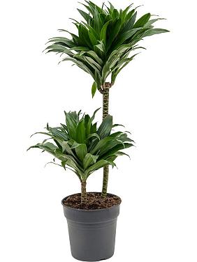 Драцена Фрагранс Компакта 2 ствола Драцена Фрагранс Компакта 2 ствола