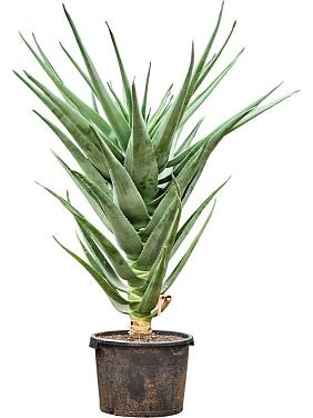 Алоэ Геркулес Алоэ Геркулес