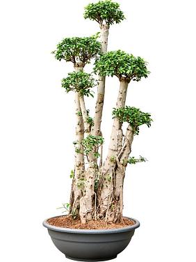 Фикус Микрокарпа Компакта бонсай